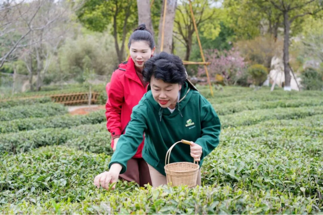 三棵樹(shù)福鼎白茶園生態(tài)修復(fù)行動(dòng)706
