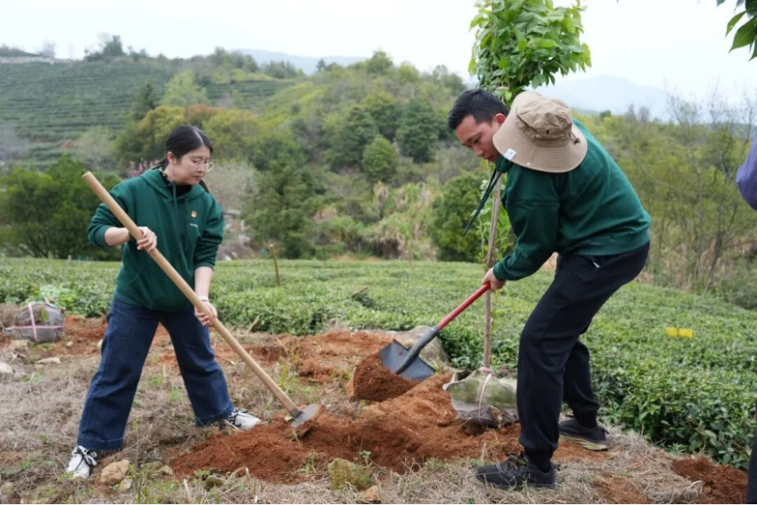 三棵樹(shù)福鼎白茶園生態(tài)修復(fù)行動(dòng)707