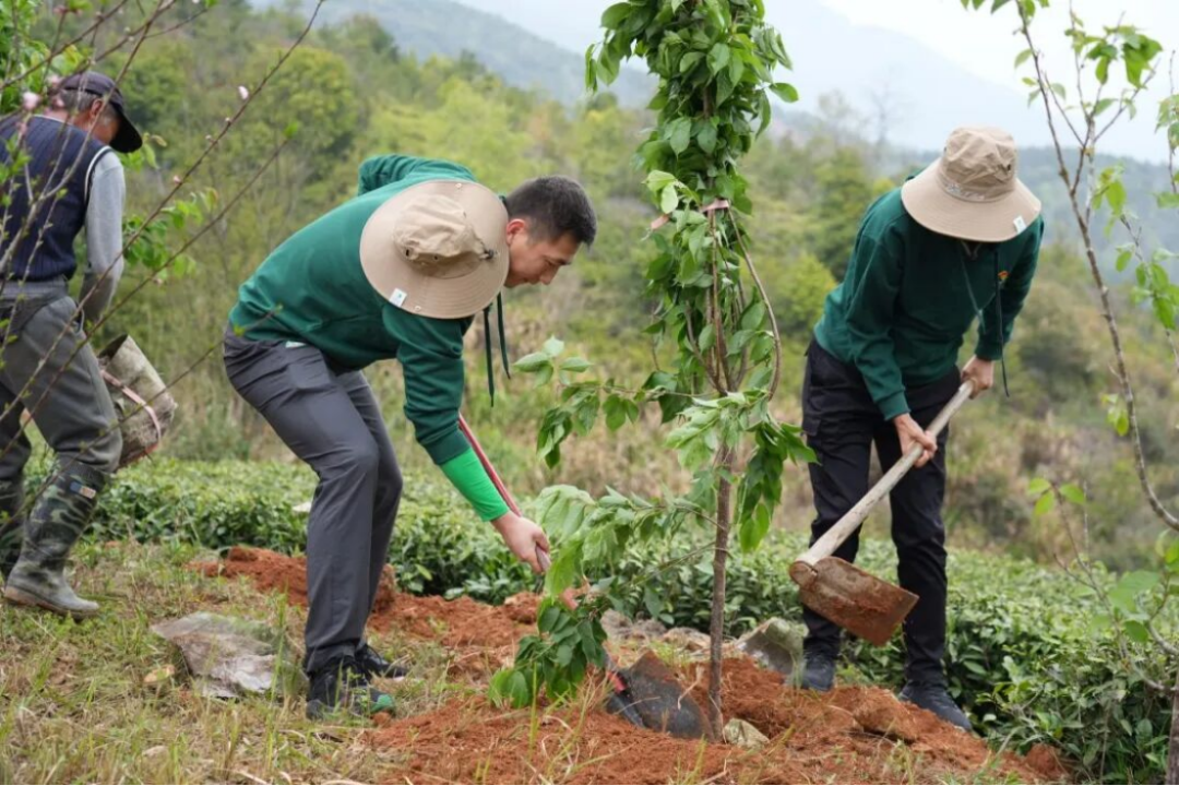 三棵樹(shù)福鼎白茶園生態(tài)修復(fù)行動(dòng)708